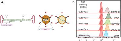 The role of vaccination route with an adenovirus-vectored vaccine in protection, viral control, and transmission in the SARS-CoV-2/K18-hACE2 mouse infection model